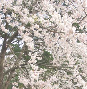 『満開の桜並木』