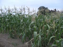 『収穫とうもろこし　IN　KIBOUの畑』