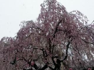 『桜と雪の花降る景色』