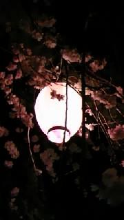 『桜とちょうちん』