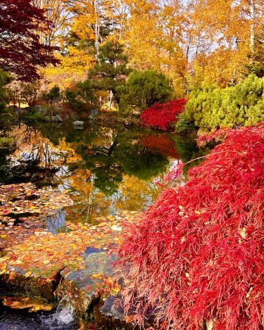 紅葉と池