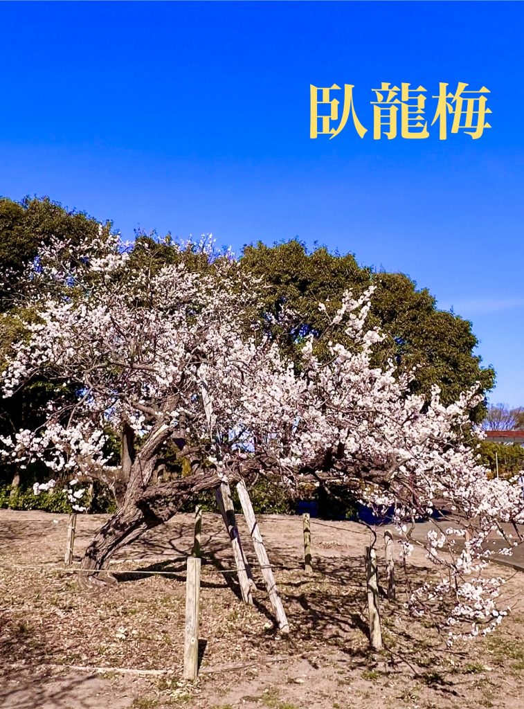 臥竜梅の花と枝、地を這うように伸びた梅の木