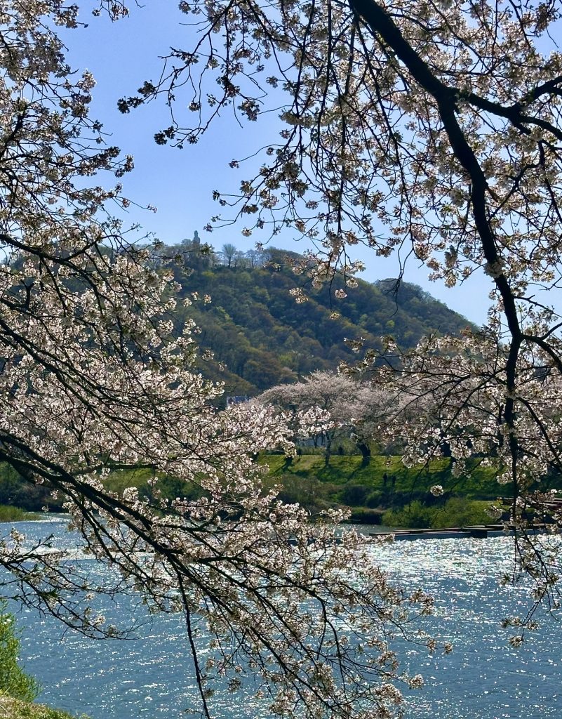 光る川と桜、山の上には観音様