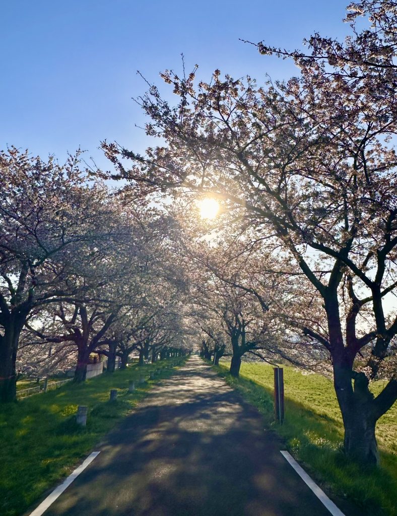 朝の一目千本桜、満開の桜並木と一直線に続く道