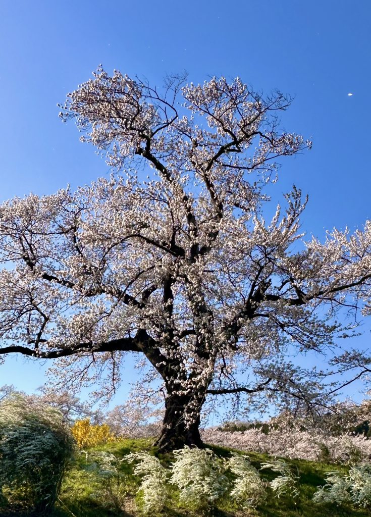 堂々と咲き誇る一本桜