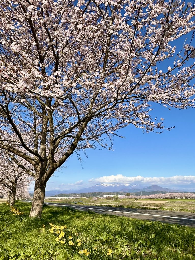 桜並木と山脈