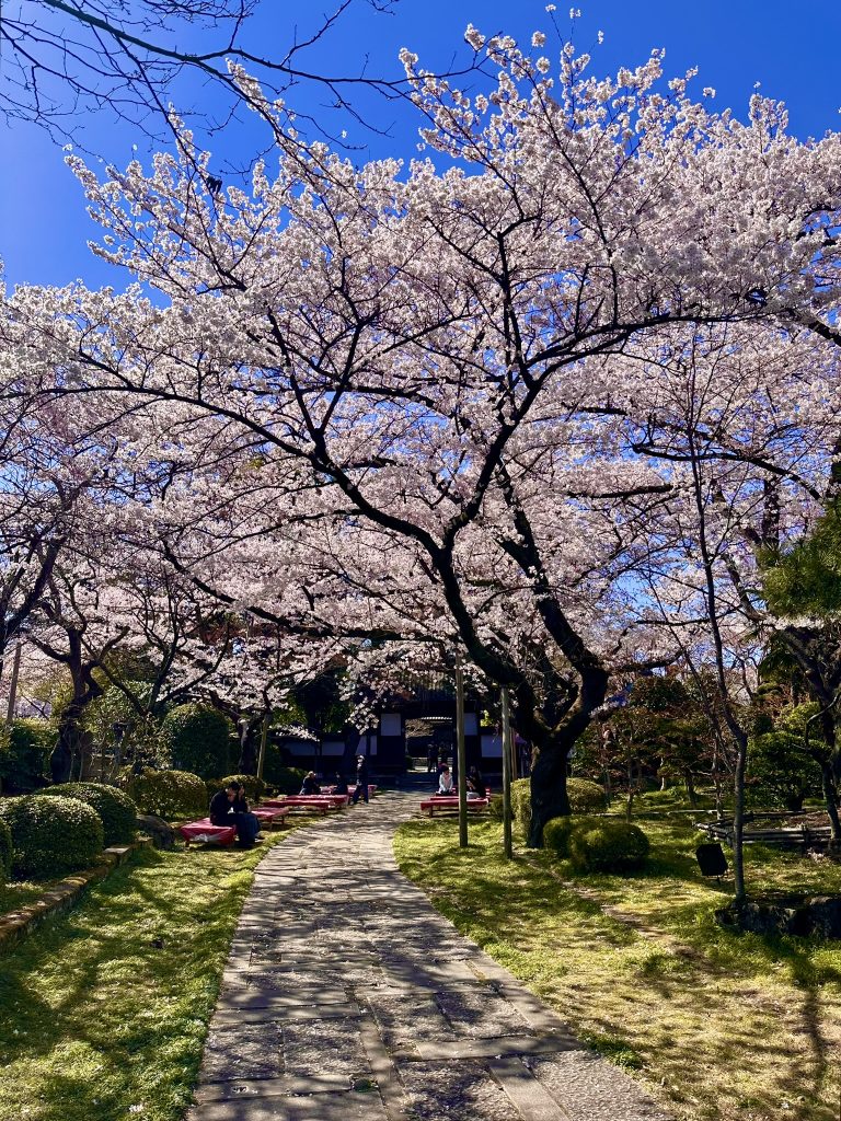 満開の桜（昼）