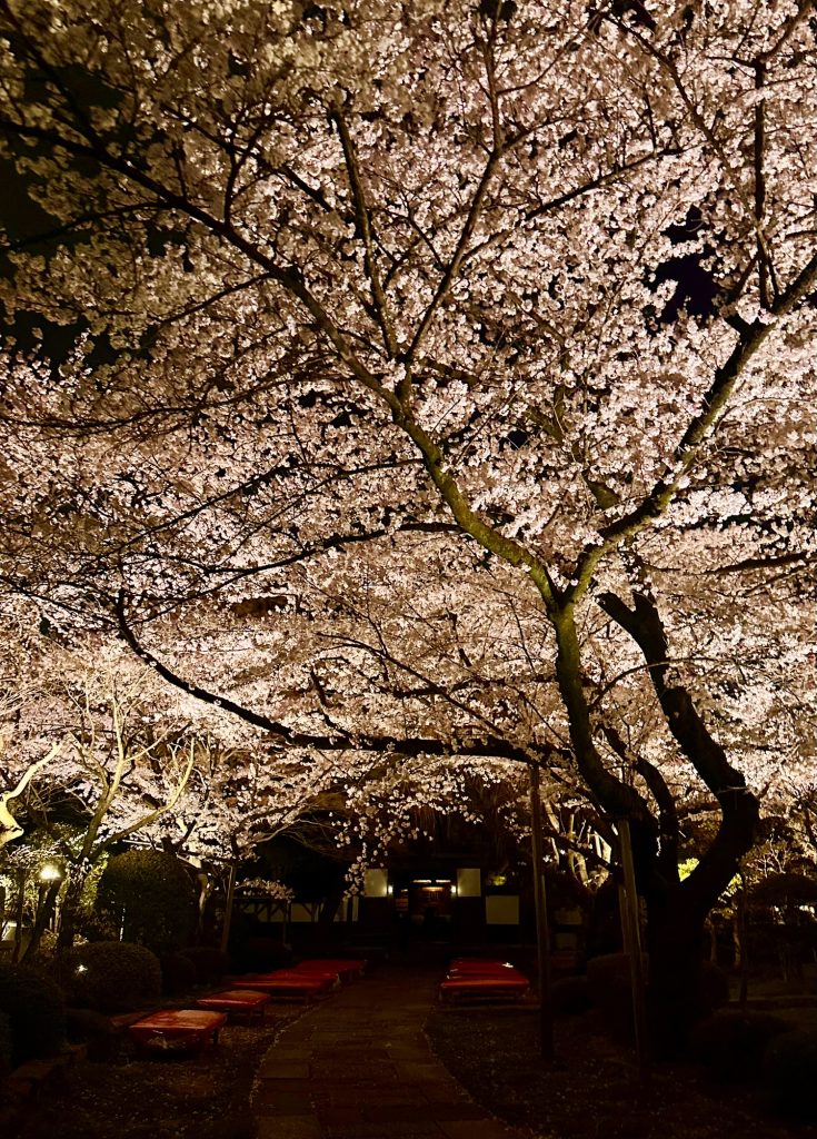夜の境内に咲く桜